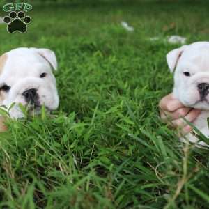Buddy, English Bulldog Puppy